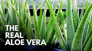 How To Identify The Real Aloe Vera Plant [upl. by Ramled]