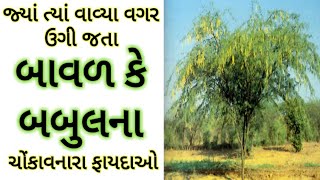 બાવળ એટલે કે બબૂલના ચોંકાવનારા ફાયદાઓ Benefits of Babool tree Baval na fayda [upl. by Ynohtna]