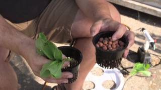 How to Transfer Planted Plants to a Hydroponic System  Hooked on Ponics [upl. by Maighdlin160]