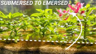 How to Convert Submersed Aquarium Plants to Emersed Growth [upl. by Aiciled]