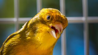 BEST CANARY SINGING LIVE  CANTO CANARIO  SERINUS CANARIA [upl. by Rome]