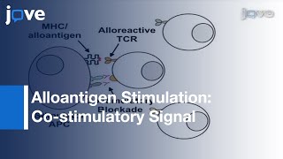 Induction AlloantigenSpecific Anergy Human Peripheral Blood Mononuclear Cells l Protocol Preview [upl. by Airres]