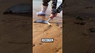 ¿Lo sabías por la playa😮 shortsvideo [upl. by Holcomb]