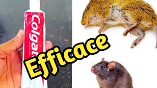 Comment éliminer les rats et les souris avec du dentifrice [upl. by Aggappora]