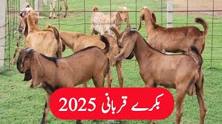 Bakray for Qurbani 2025  Goat Farming [upl. by Ginnifer753]