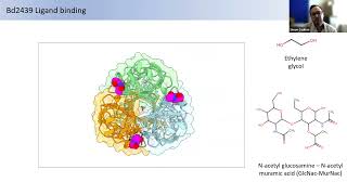 Getting a grip The molecular mechanisms of Bdellovibrio attachment [upl. by Romain]