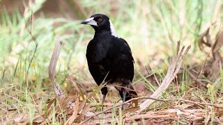 Australian Magpie The Master Insectivore 🪱🐦 [upl. by Akkeber]