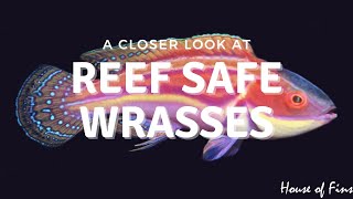 Reef Safe Fish Wrasses [upl. by Atnim680]