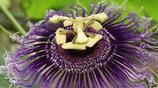 Passion Flower Benefits  Passiflora Incarnata [upl. by Ailiec3]