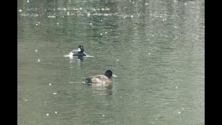 Lesser Scaup Barleycraft Cambridgeshire 101124 [upl. by Alodee]