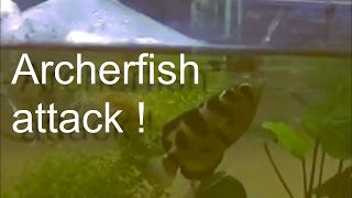 The Archerfish catches a fly [upl. by Fabrianna]