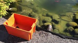 Hypostomus luteus in Swedish pond [upl. by Annahs]