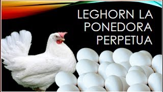 leghorn la ponedora mejorada genéticamente Razas de gallina capitulo 1 [upl. by Gamages61]