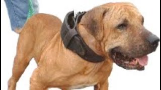 Hound Dog or Bulldog which do you have  dog apbt workingdog [upl. by Neik]