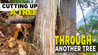 15 Standing Inside A Tree While Cutting Another tree [upl. by Enneire]