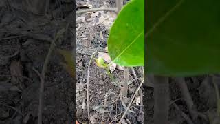 Jack fruit plant [upl. by Aleyam215]