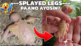 SPLAYED LEGS Paano ayosin  Kano Aviary [upl. by Sonitnatsnoc729]