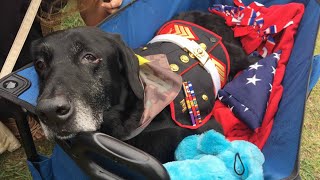 Hero Says Goodbye to Terminally Ill BombSniffing Dog in Heartbreaking Farewell [upl. by Wilden]