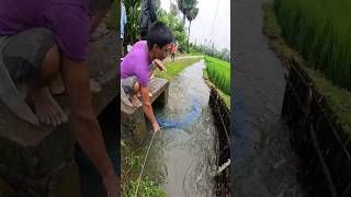 Amazing Traditional Net Fishing Video After Rain fishingvideo fishing villagelife [upl. by Navek]