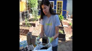 Transplanting Tomatoes with Grow Lights and SelfWatering Techniques [upl. by Ahsiuqal732]