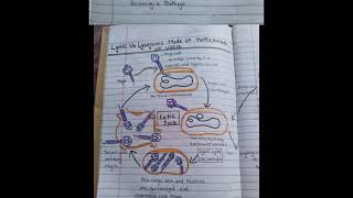 microbes topic 6 Lytic And Lysogenic Cycle  biology BSC exam [upl. by Cosenza253]