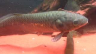 Lungfish Gar Bichirs African Arowana and Eels messy feeding fish fillet [upl. by Candyce]