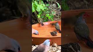 Flock of aviary finches bathing [upl. by Roper]