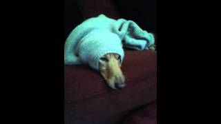 Dachshund stuck in sweater [upl. by Aileno553]