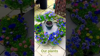 Lovely Colour in Portulaca flower 🌺 plants shorts short flowers plants nature [upl. by Kalb]