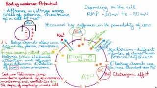 Resting membrane potential easy and simple explanation [upl. by Anatol]