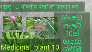 medicinal plantmedicinal plant and10 Ayurvedic plants10 popular plantsishan sri lanka [upl. by Besse]