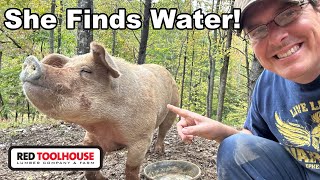 Trying to Find Water on Your Property  GET PIGS [upl. by Ayanej681]