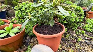 Bealtaine Cottage  Container Gardening Secrets of Success [upl. by Nirret]