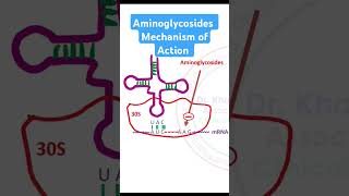 Aminoglycosides Mechanism of Action [upl. by Ahsaela]