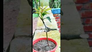 Growing Mango From Seed  Germination To Week 9  Amazing Grafting nursery Technique At Home [upl. by Naik682]