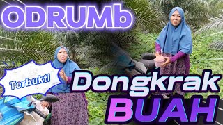 ODRUMb Dongkrak Buah [upl. by Cranston997]