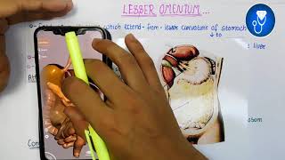 lesser omentum anatomy 3d  peritoneum anatomy  lesser sac anatomy [upl. by Ibrek]