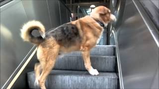 Dog´s tutorial How to do right on an escalator [upl. by Mail478]