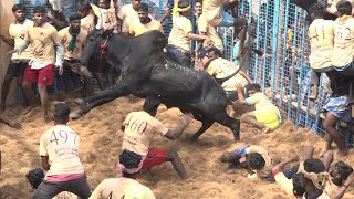 Kirungakottai Jallikattu 2022 Best Maatu Videos  கிருங்காகோட்டை ஜல்லிக்கட்டு 2022 Videos [upl. by Darton42]