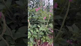 ಉತ್ತರಾಣಿ ಗಿಡ Prickly Chaff Flower Achyranthes Aspera Devils Horsewhip [upl. by Antoinetta]