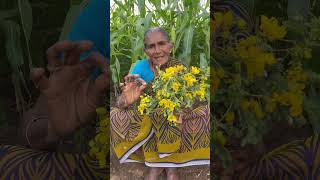 Avaram Poo Benefits  ஆவாரம்பூ பயன்கள் food healthy [upl. by Anairb]