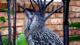 RED WATTLEBIRD CALLS 720P [upl. by Ahsinid469]