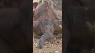 Land Iguana Battle  Galápagos Islands  Lindblad Expeditions [upl. by Horvitz]