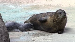 Harbor Seal Pup Nursing [upl. by Jethro]