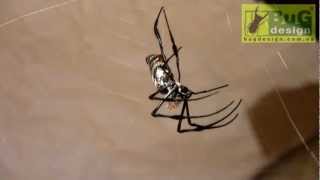 Nephila madagascariensis female molting [upl. by Eahsal276]