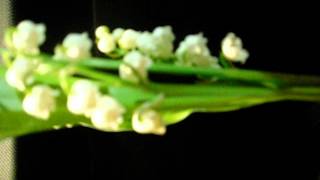 Le muguet [upl. by Asiuqram]