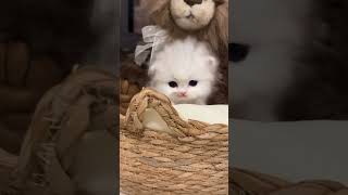 Funny cat cute Cat Moments must see funnycats cutecat shorts funny cute cat cats animals [upl. by Dayir]