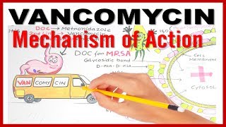 VANCOMYCIN Mechanism of Action [upl. by Gemina]