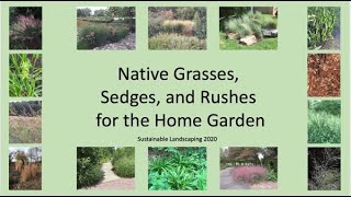 Native Grasses Sedges and Rushes for the Home Landscape [upl. by Ellenig]