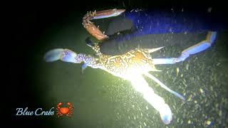 Abu Dhabi Spearfishing EP026 seabream at blue crbas ang laman ng spot jackpot seabream bluecrab [upl. by Atnom]